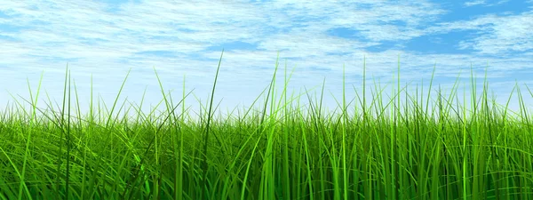 Verse en natuurlijke grasveld — Stockfoto
