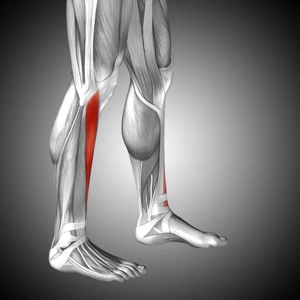 Insan alt bacaklar anatomisi — Stok fotoğraf