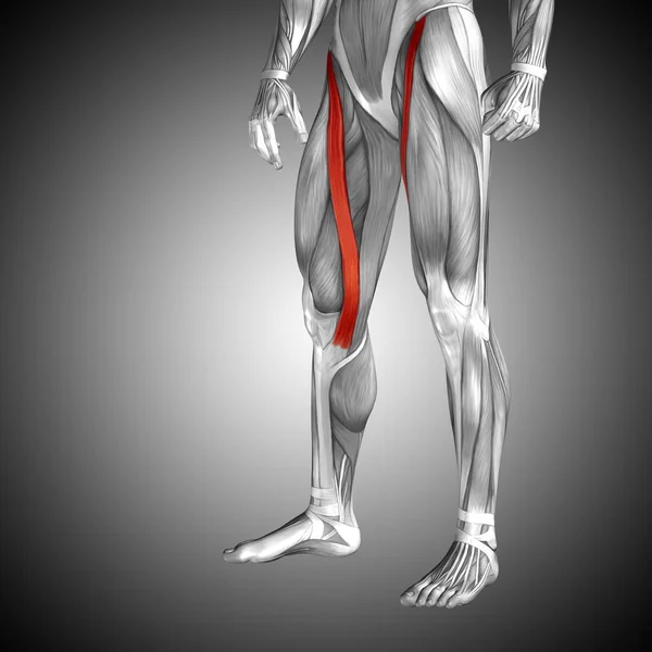 human upper legs anatomy