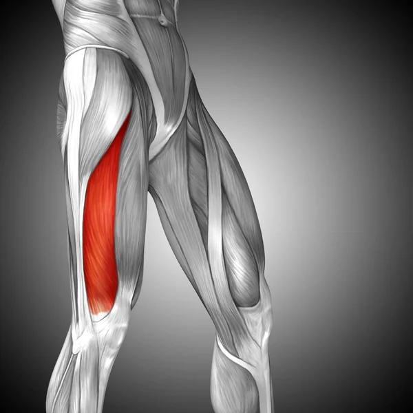 human upper legs anatomy