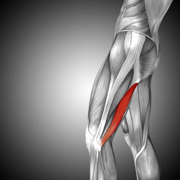 human upper legs anatomy