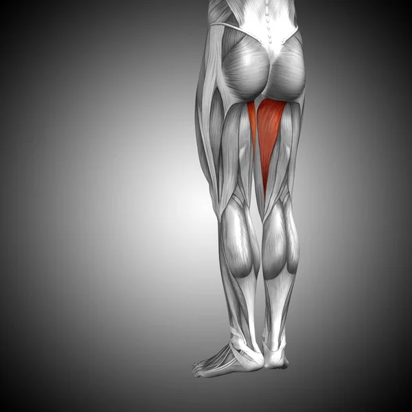 Anatomia człowieka górnej nogi — Zdjęcie stockowe