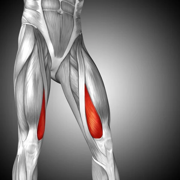 Anatomia człowieka górnej nogi — Zdjęcie stockowe