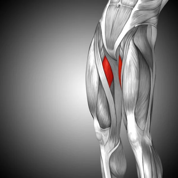 human upper legs anatomy