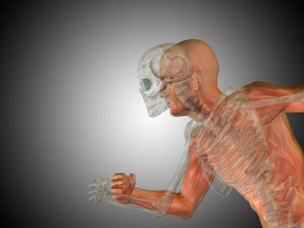 Menselijke lopende anatomie model — Stockfoto
