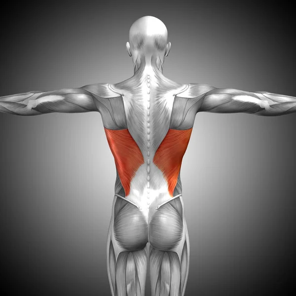 Anatomía de espalda humana —  Fotos de Stock