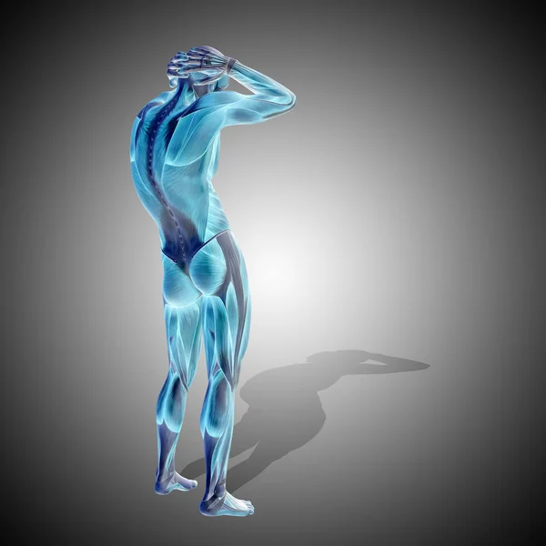 Vahva miehen kehon anatomia — kuvapankkivalokuva