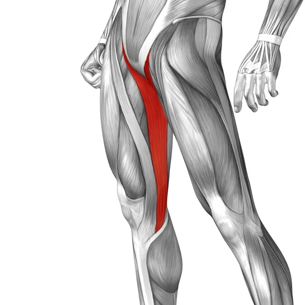Anatomía de las piernas superiores humanas — Foto de Stock