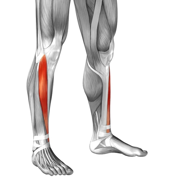 Insan alt bacaklar anatomisi — Stok fotoğraf