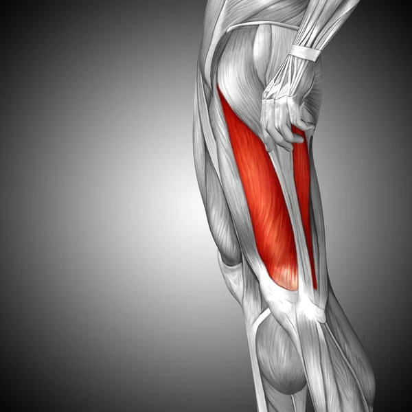 human upper legs anatomy