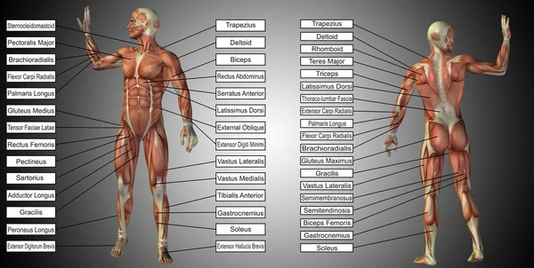 男性や人間の解剖学 — ストック写真