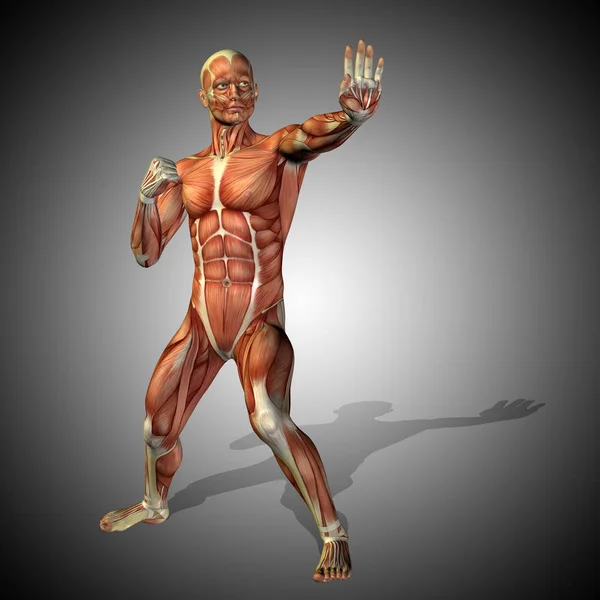 strong male body anatomy