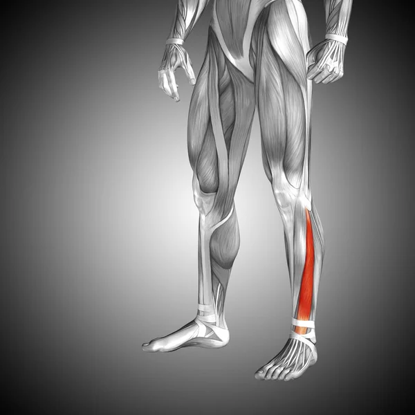 Анатомія нижніх ніг людини — стокове фото