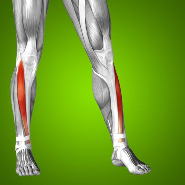 insan alt bacaklar anatomisi