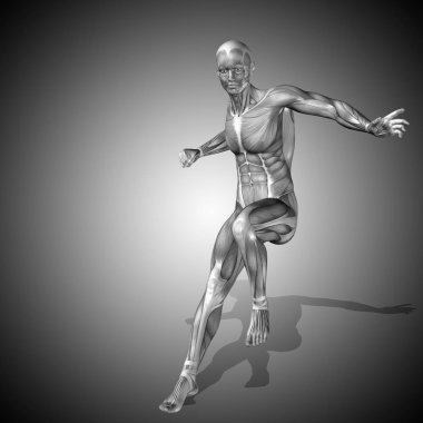 güçlü erkek vücudu anatomisi