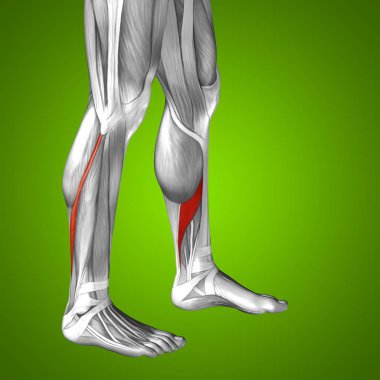 insan alt bacaklar anatomisi