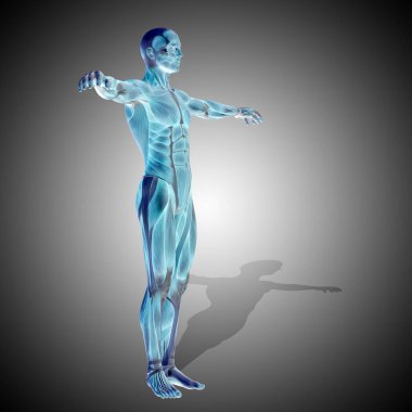 güçlü erkek vücudu anatomisi