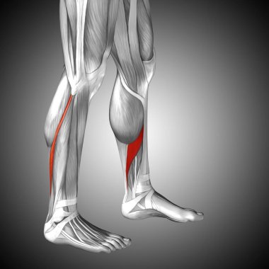insan alt bacaklar anatomisi 
