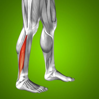 insan alt bacaklar anatomisi