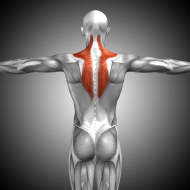 human back anatomy clipart