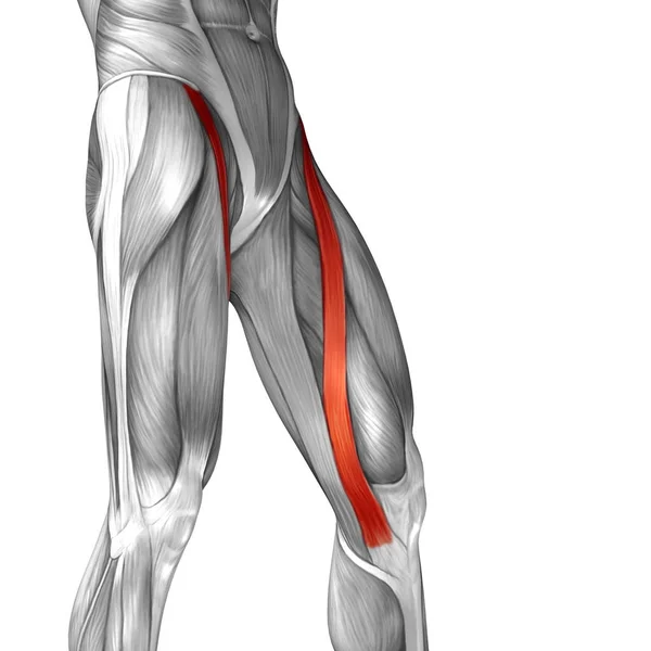 Ihmisen reidet anatomia — kuvapankkivalokuva