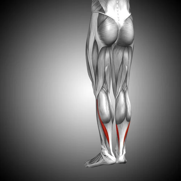 인간의 낮은 다리 해부학 — 스톡 사진