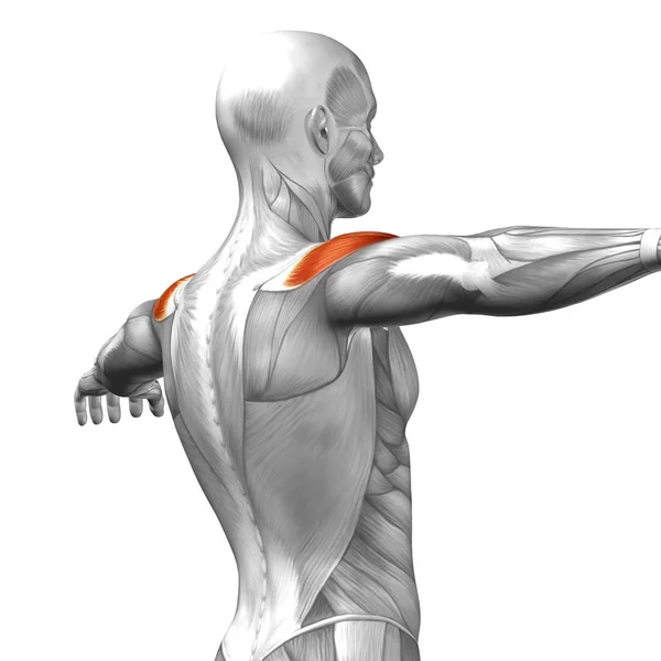 Анатомия спины человека — стоковое фото