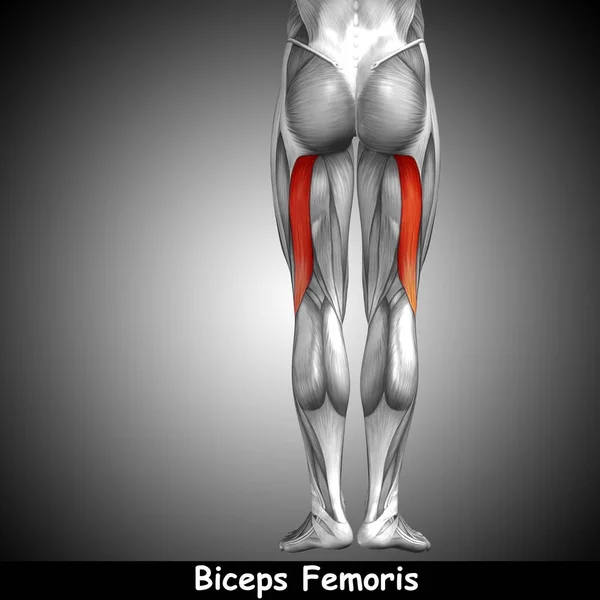 human upper legs anatomy