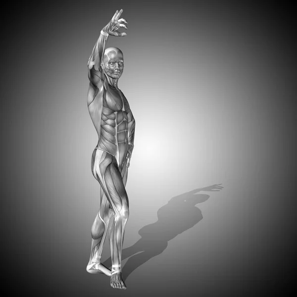 Erős férfi test anatómiája — Stock Fotó