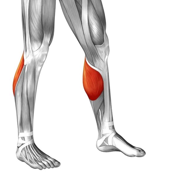 human lower legs anatomy