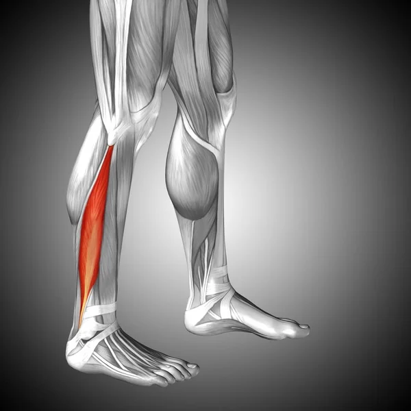 human lower legs anatomy