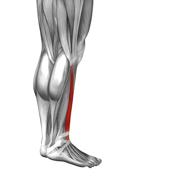 Insan alt bacaklar anatomisi — Stok fotoğraf