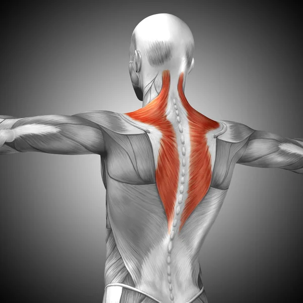 Anatomía de espalda humana —  Fotos de Stock
