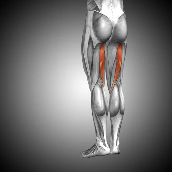 Anatomia humana das pernas superiores — Fotografia de Stock