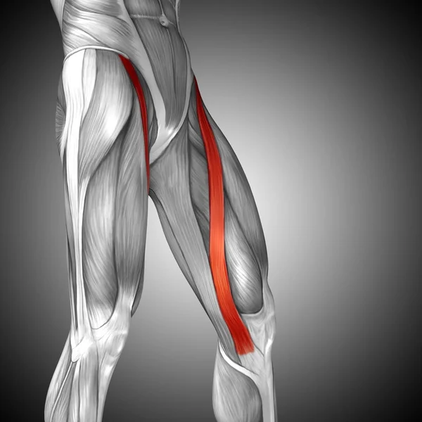 human upper legs anatomy