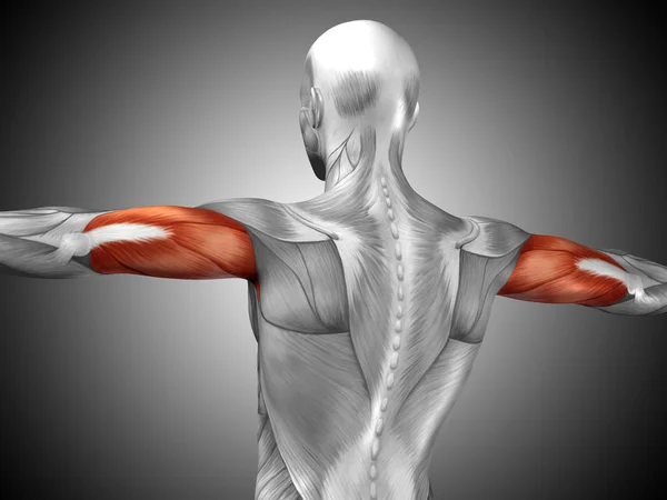 Human triceps muscles anatomy — Stock Photo, Image