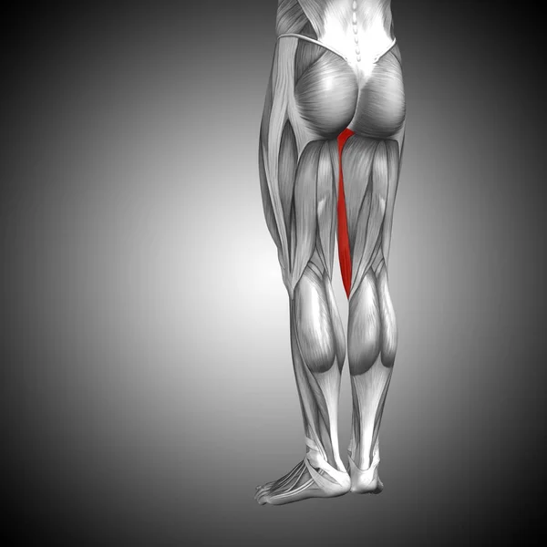 Anatomia humana das pernas superiores — Fotografia de Stock