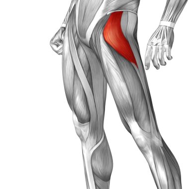 insan anatomisi veya anatomik ve kas