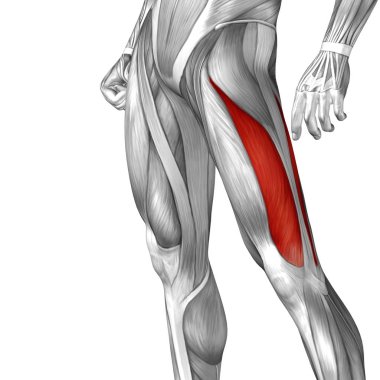 3D illüstrasyon insan üst bacaklar 