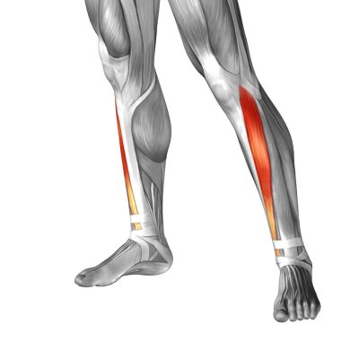 insan anatomisi veya anatomik ve kas