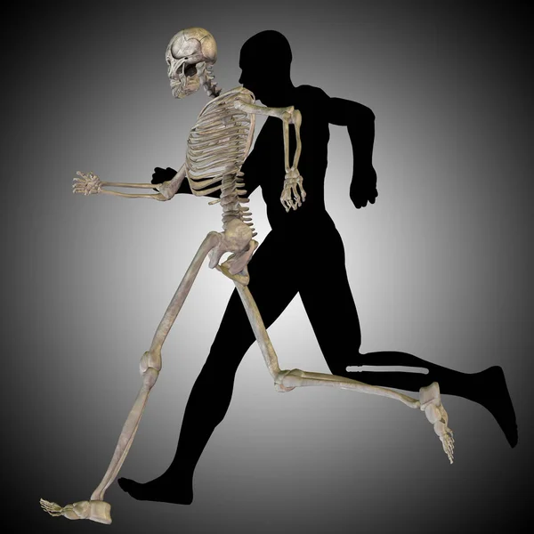 Fogalmi 3D-s illusztráció emberi anatómia ember — Stock Fotó