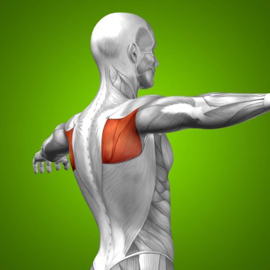 insan arka anatomisi