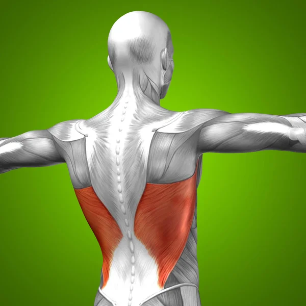 Human back anatomy — Stock Photo, Image