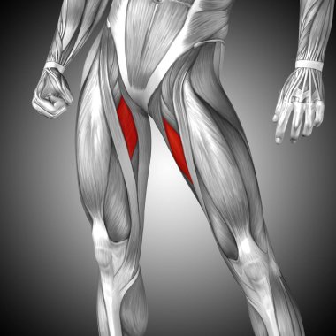 insan üst bacaklar anatomisi 