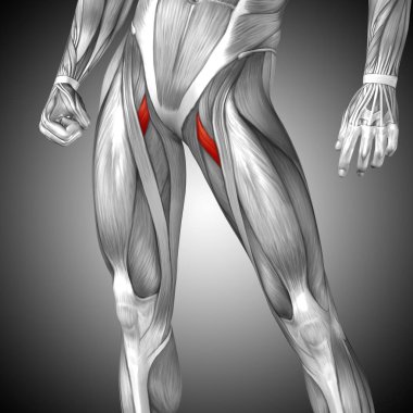 insan üst bacaklar anatomisi 