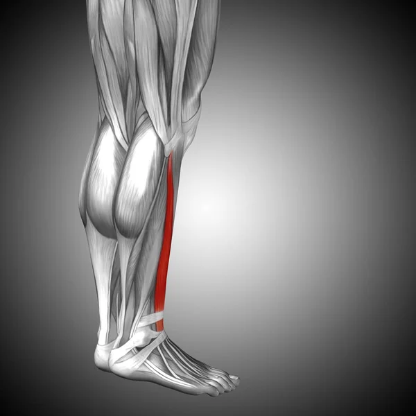 human lower legs anatomy