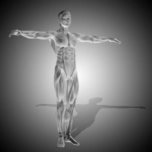 Anatomia do corpo humano — Fotografia de Stock