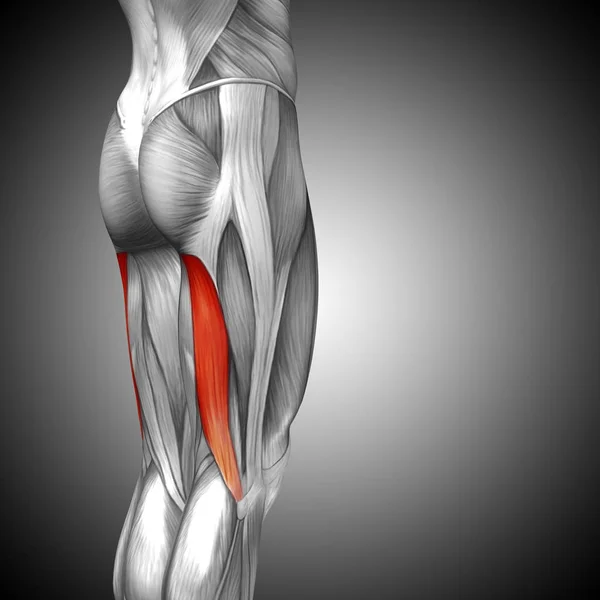 Menselijke bovenbenen anatomie — Stockfoto