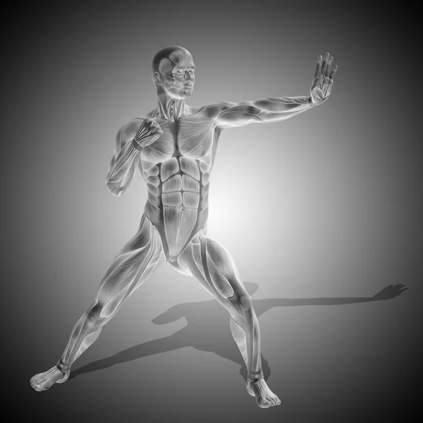 Human body anatomy — Stock Photo, Image