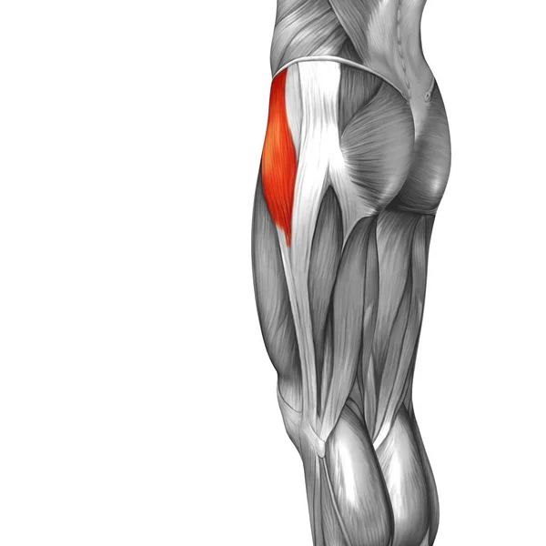 human upper legs anatomy